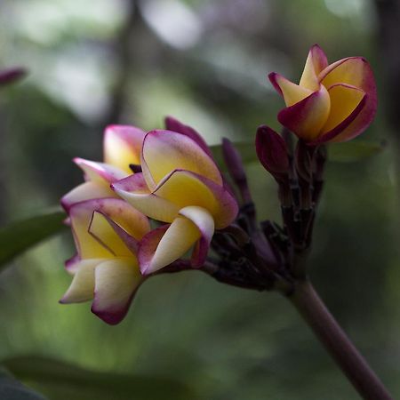 Yudha Ubud Buitenkant foto